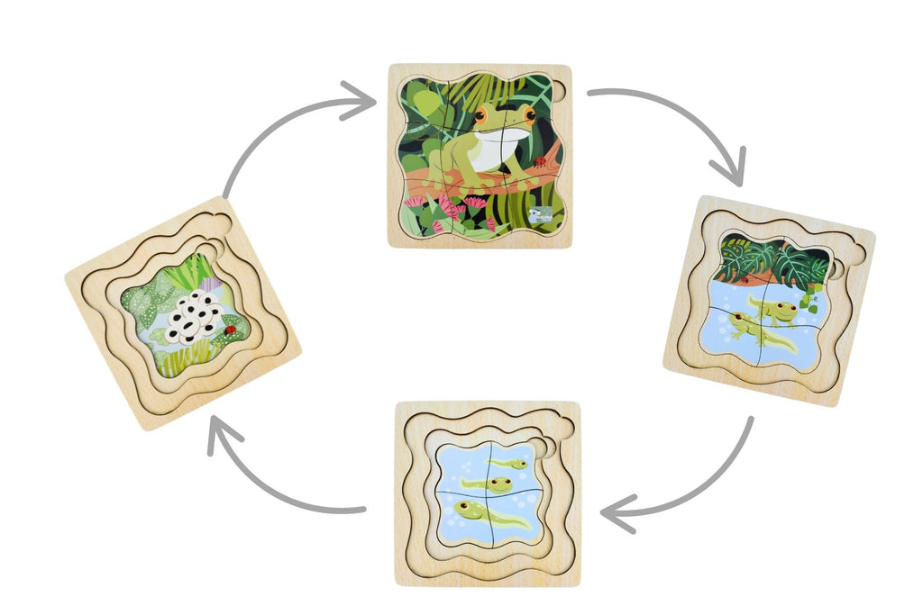 Bush Buddies Green Tree Frog Life Cycle Layer Puzzle Educational Wooden Puzzle For Kids By Koala Dream