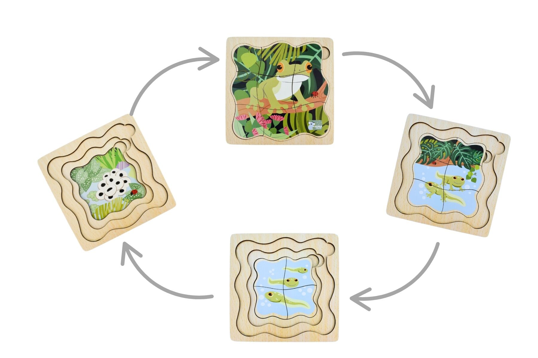 Bush Buddies Green Tree Frog Life Cycle Layer Puzzle Educational Wooden Puzzle For Kids By Koala Dream